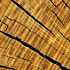 symbol holz symbol holz